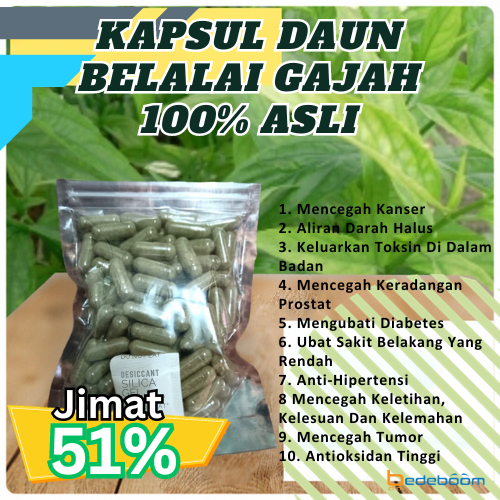 Kapsul Daun Belalai Gajah